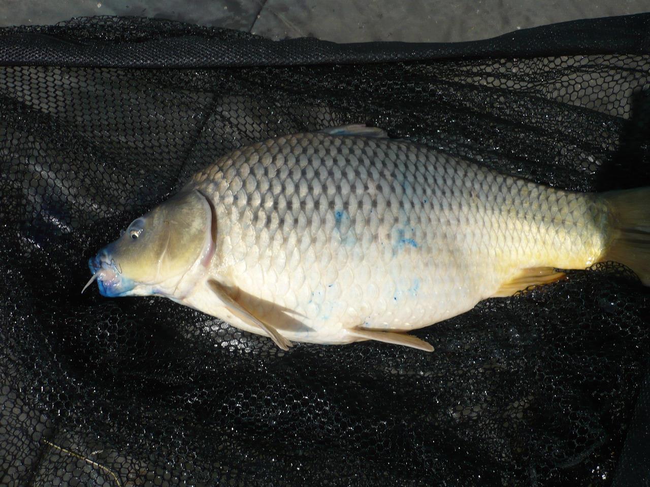 MV2 - 06.IUN.2014 - p1020453.JPG